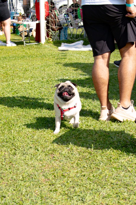 Foto do Pugnic 2026